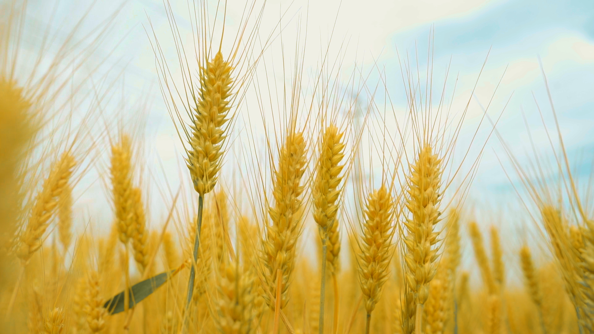 麥浪飄香“豐”光美~