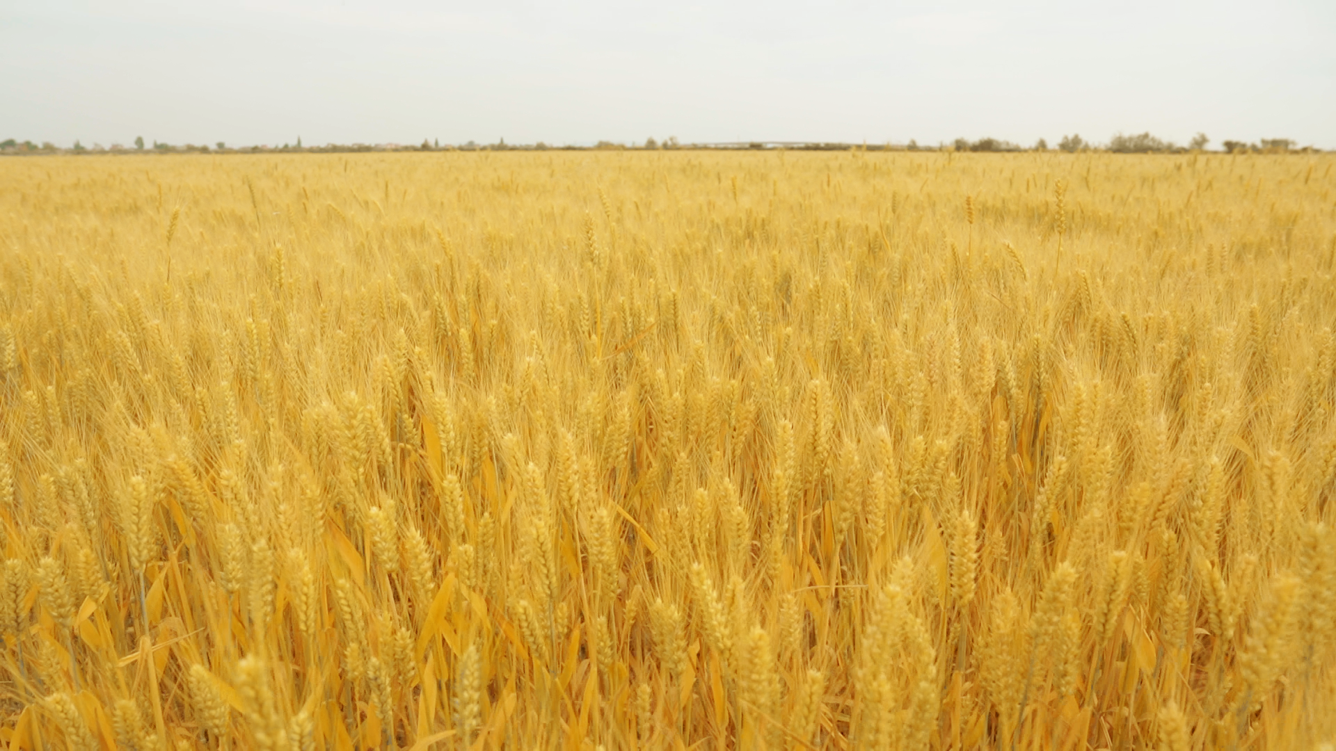 麥浪飄香“豐”光美~
