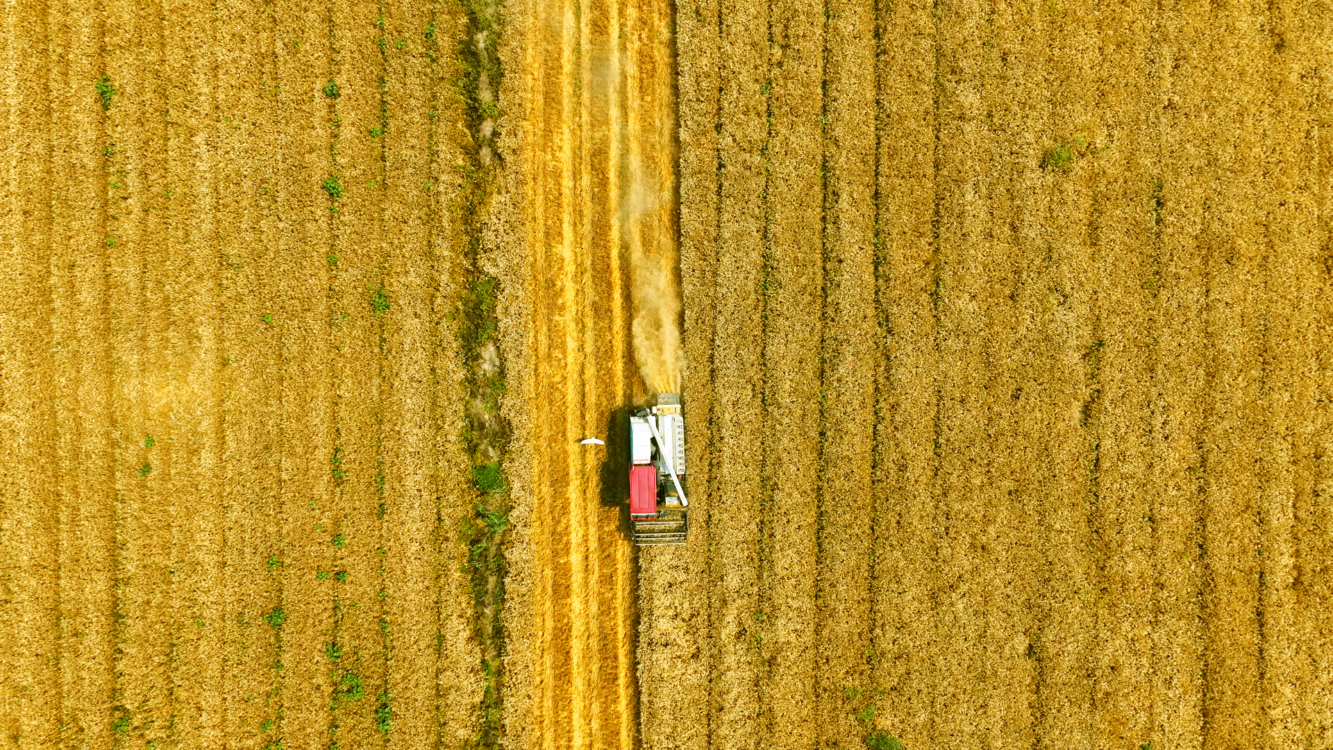 麥浪飄香“豐”光美~