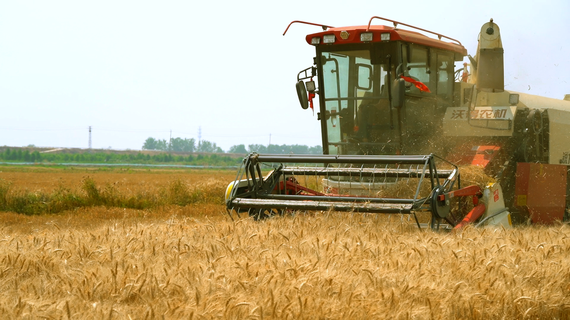 麥浪飄香“豐”光美~